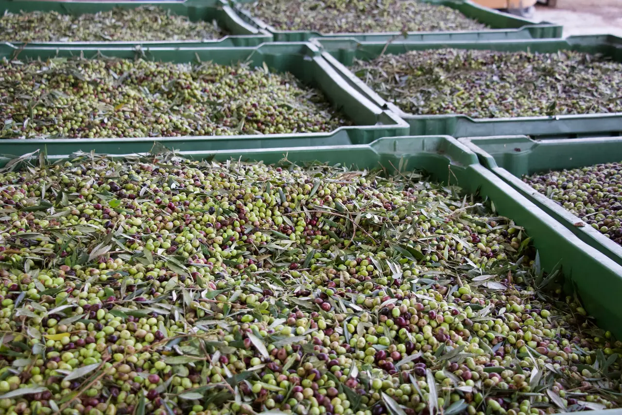 Caisses d'olives fraîchement récoltées, mélange d'olives vertes et noires, prêtes pour le pressage