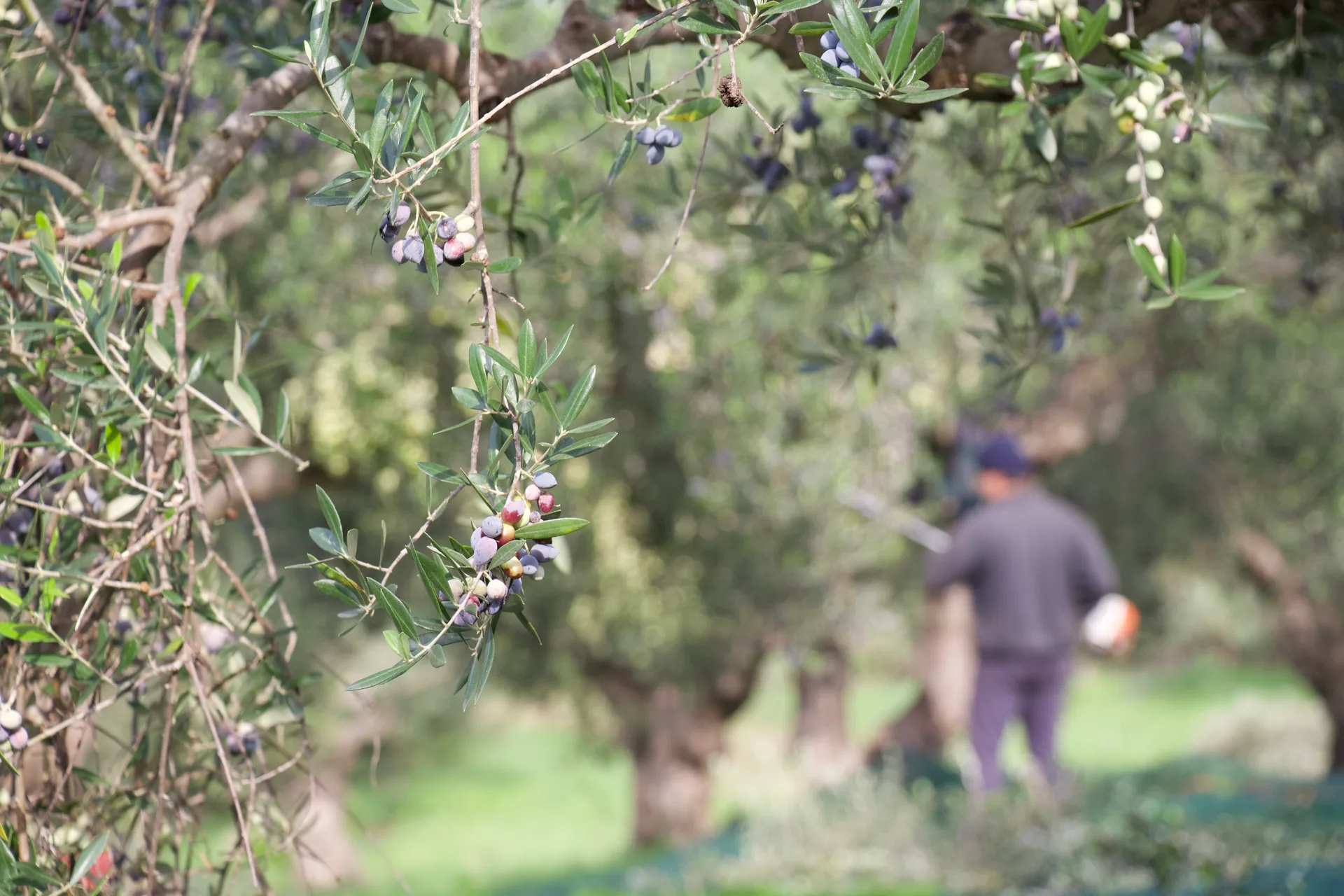 Olives mûres sur une branche, oliveraie du Péloponnèse