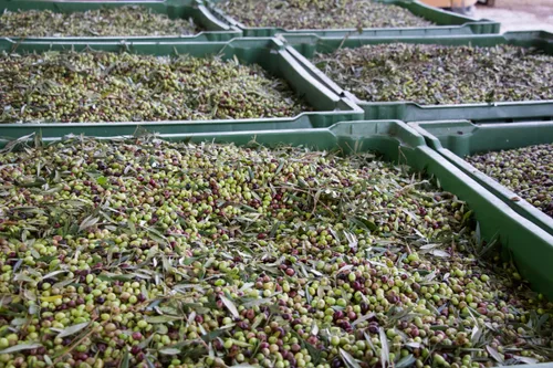 La récolte des olives, étape par étape