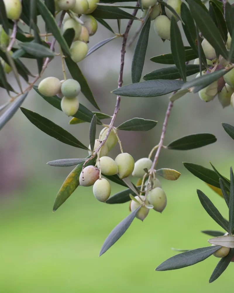 Gros plan sur une branche d'olivier chargée d'olives vertes et violettes