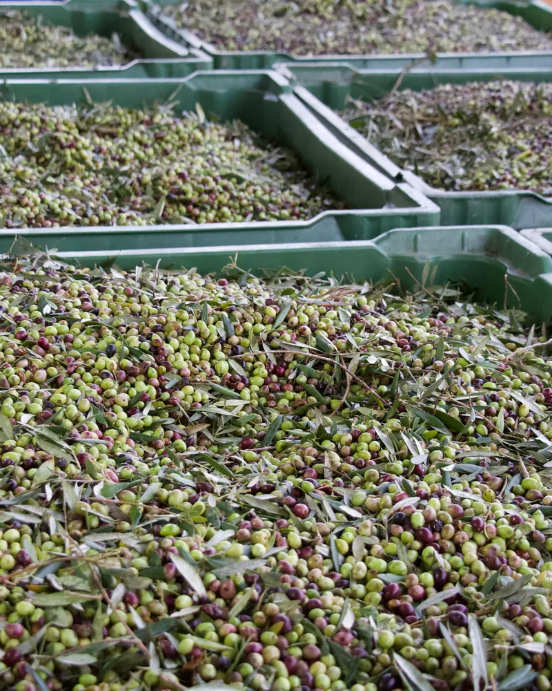 Caisses d'olives fraîchement récoltées, vertes et noires, prêtes pour le pressage