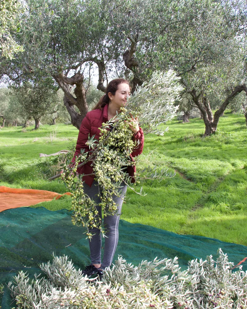 Lolo, cofondatrice d'Ellada, dans l'oliveraie familiale du Péloponnèse pendant la récolte